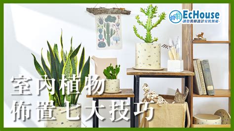 室內植物佈置